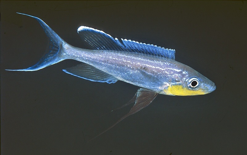 Benthochromis horii 'Msalaba'